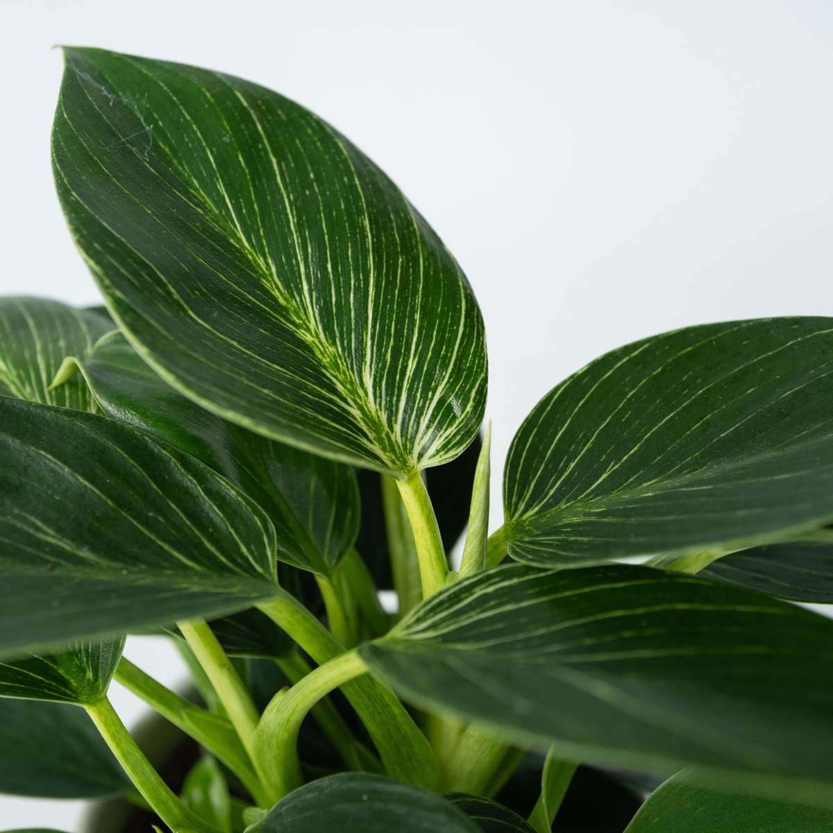 Philodendron 'White Wave' Houseplant Sweetheart Plant - Height 25-40cm