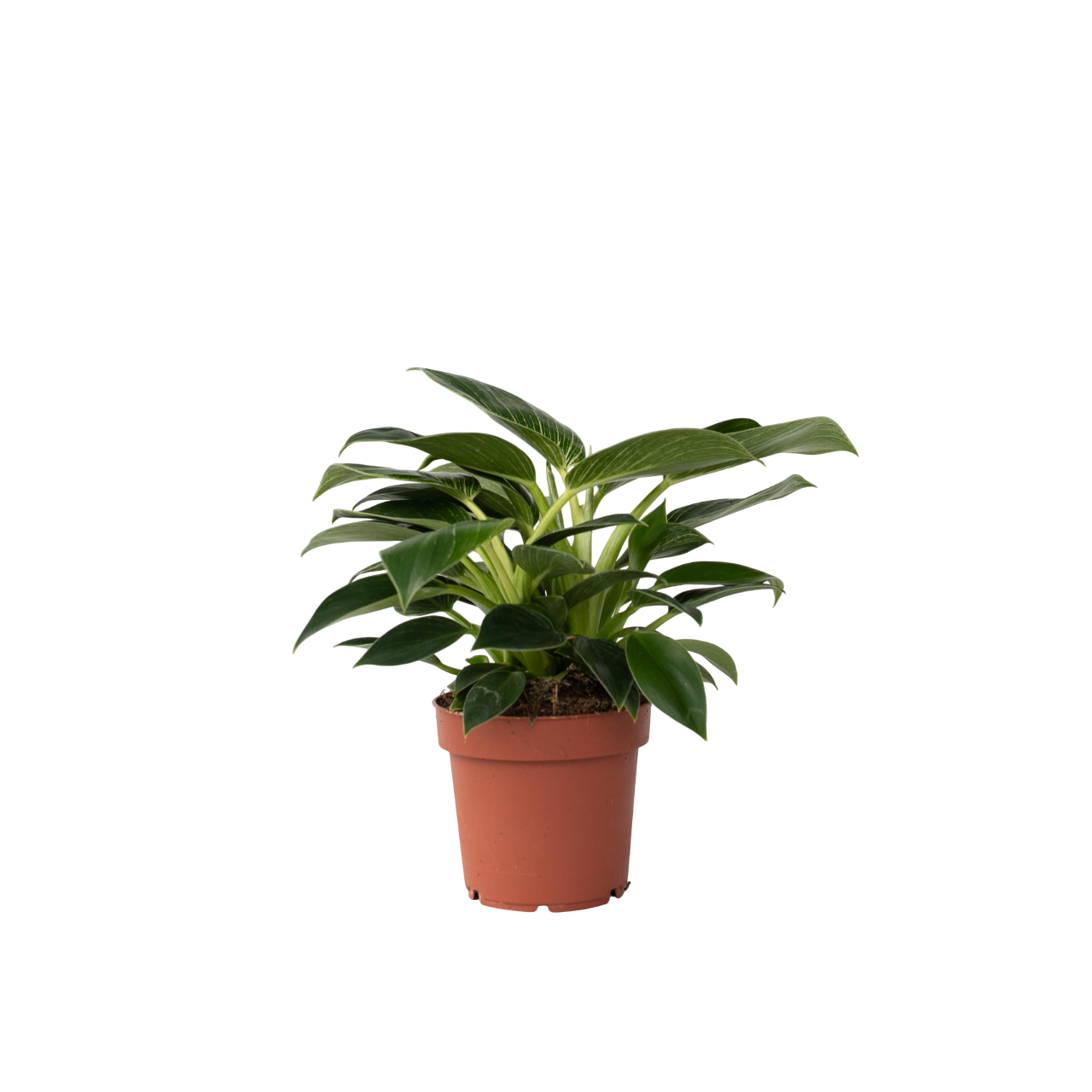 Philodendron 'White Wave' Houseplant Sweetheart Plant - Height 25-40cm