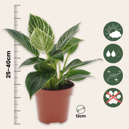 3124122_Sizeindicator_01