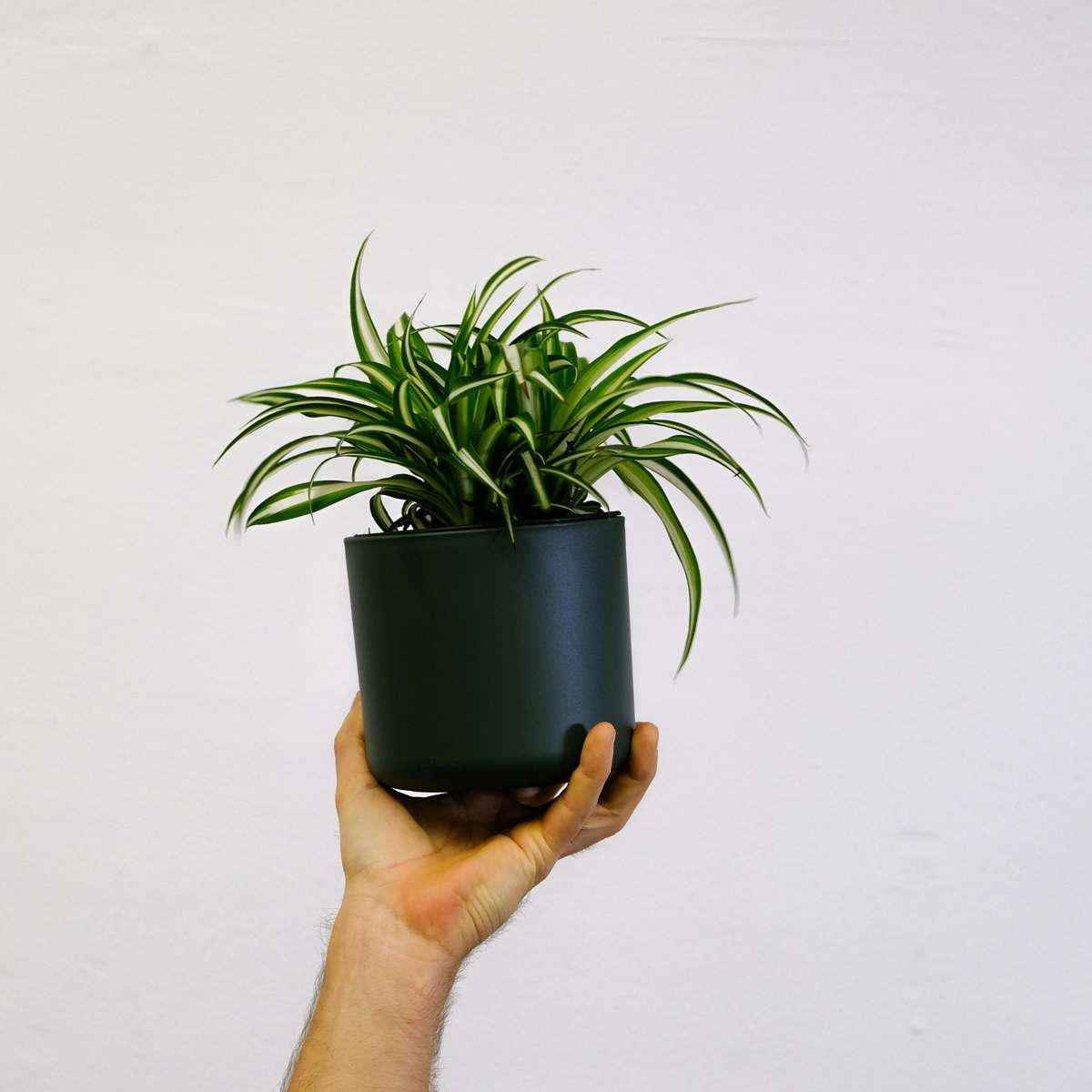 Chlorophytum Comosum 'Atlantic' Spider Plant - Height 25-40cm