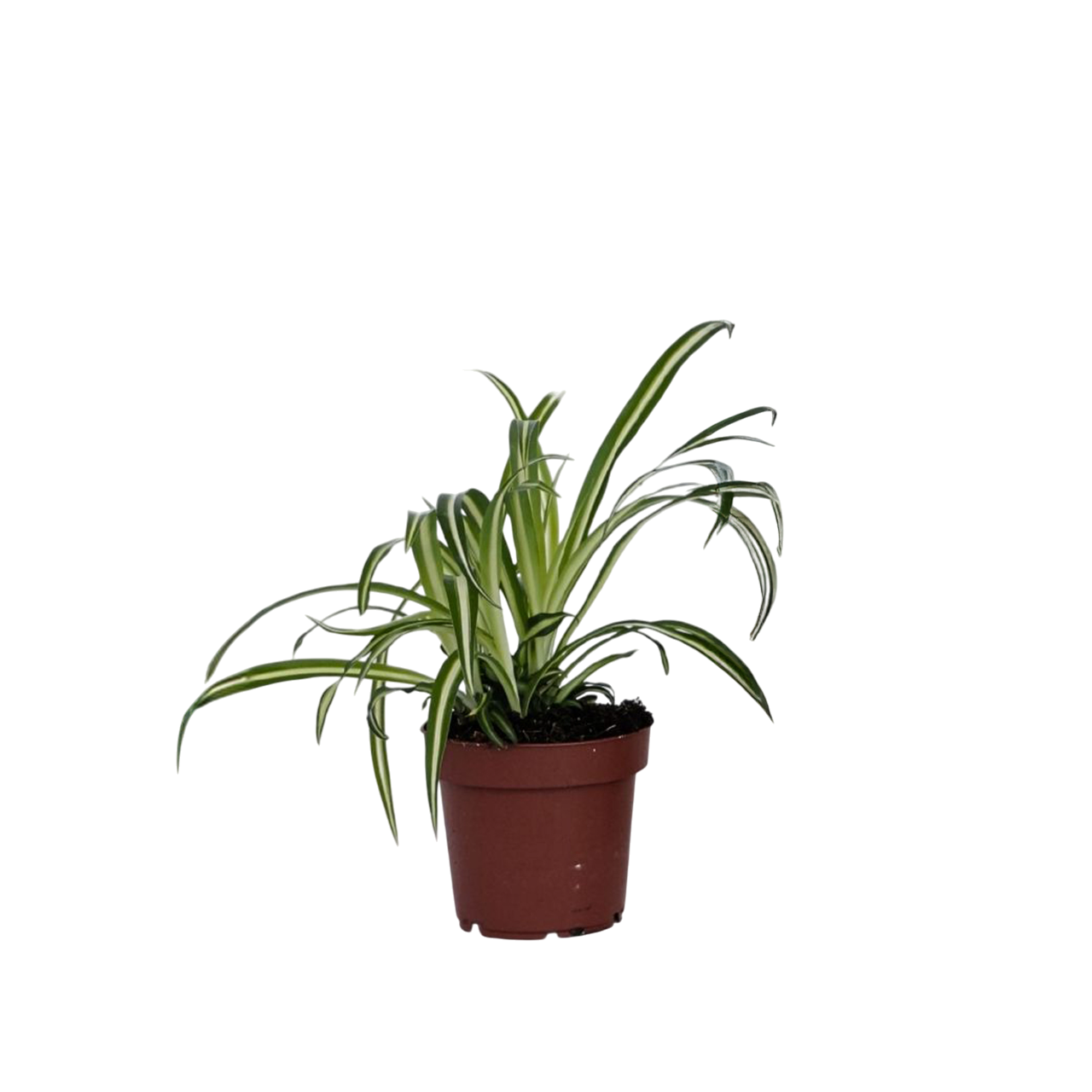 Chlorophytum Comosum 'Atlantic' Spider Plant - Height 25-40cm