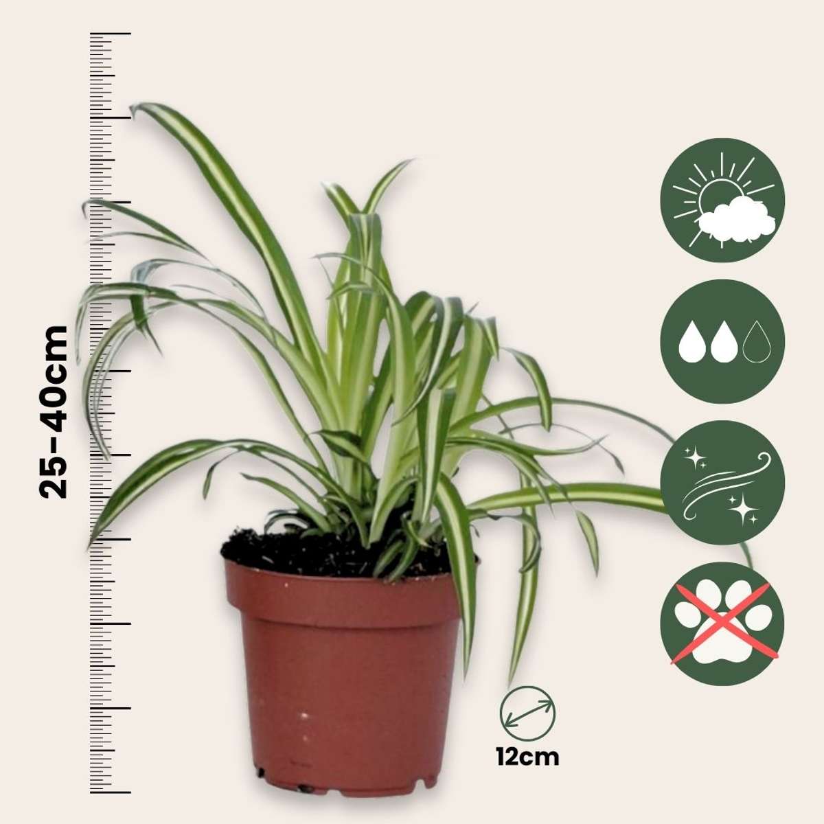 Chlorophytum Comosum 'Atlantic' Spider Plant - Height 25-40cm