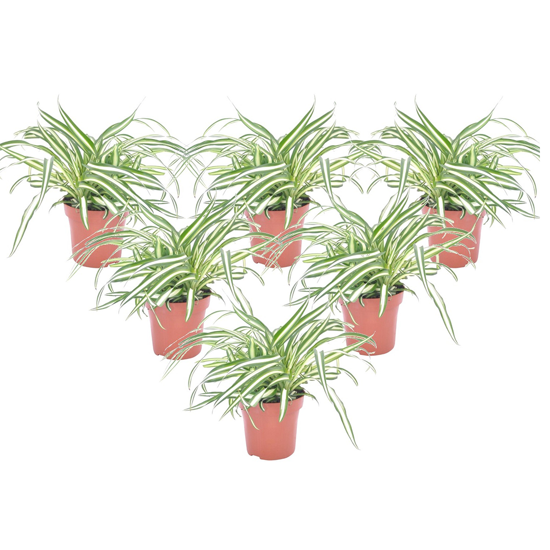 Spider Plants - Bundle of 6 Chlorophytum comosum 'Atlantic' - Height 25-40cm