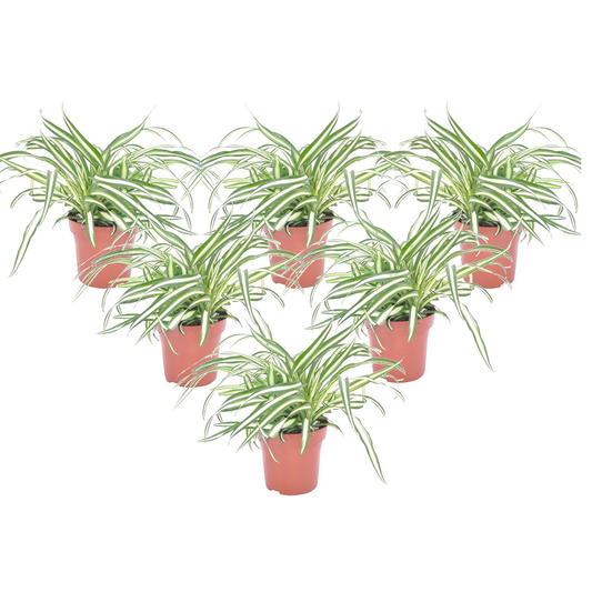 Spider Plants - Bundle of 6 Chlorophytum comosum 'Atlantic' - Height 25-40cm