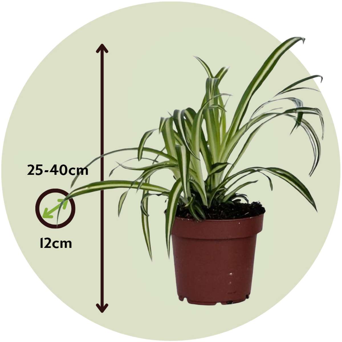 Spider Plants - Bundle of 6 Chlorophytum comosum 'Atlantic' - Height 25-40cm