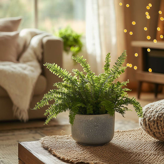 Sword Fern Plant Nephrolepis Duffii - Height 25-40cm