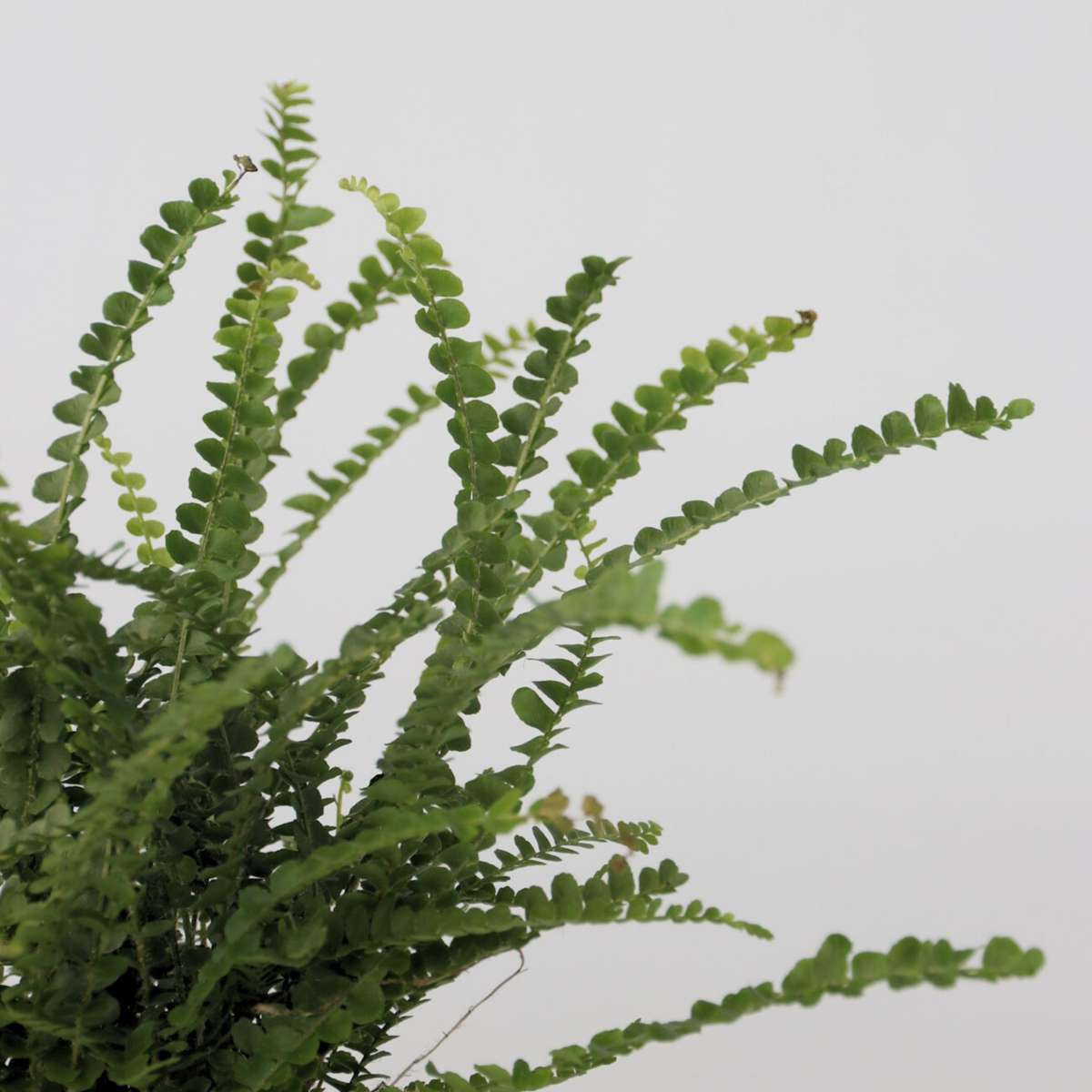 Sword Fern Plant Nephrolepis Duffii - Height 25-40cm