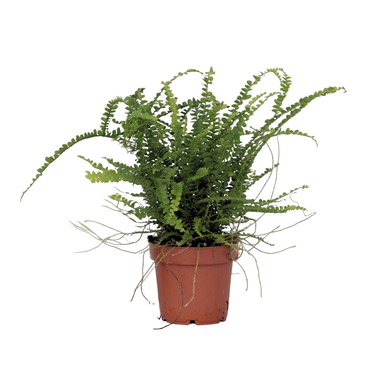 Sword Fern Plant Nephrolepis Duffii - Height 25-40cm