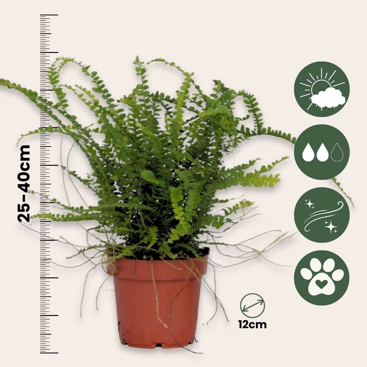 Sword Fern Plant Nephrolepis Duffii - Height 25-40cm