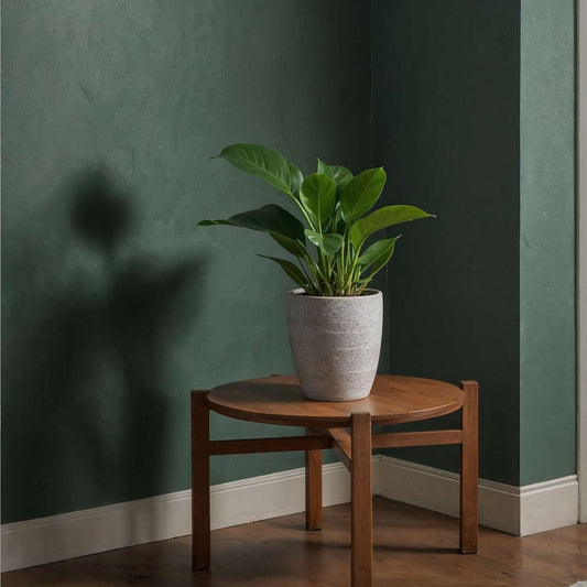 Philodendron 'Green Princess' Houseplant Sweetheart Plant - Height 20-30cm