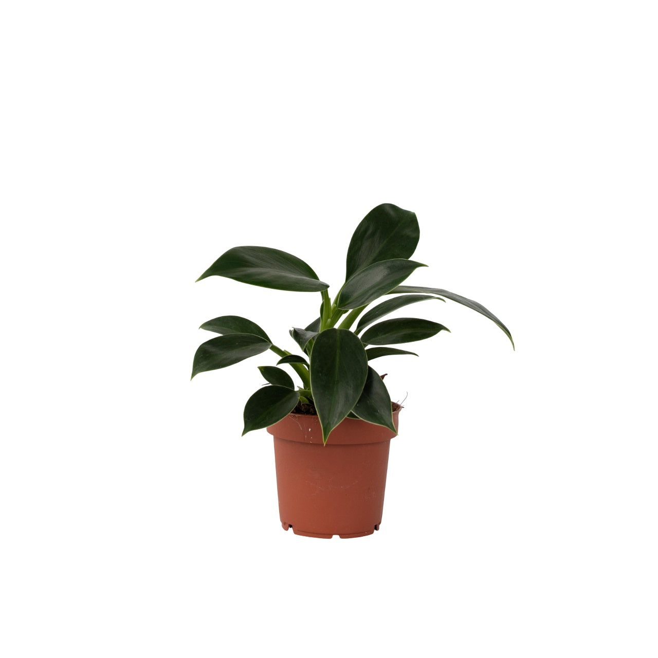 Philodendron 'Green Princess' Houseplant Sweetheart Plant - Height 20-30cm