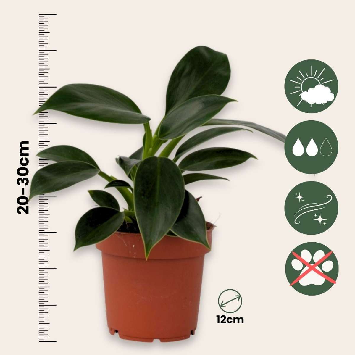 Philodendron 'Green Princess' Houseplant Sweetheart Plant - Height 20-30cm