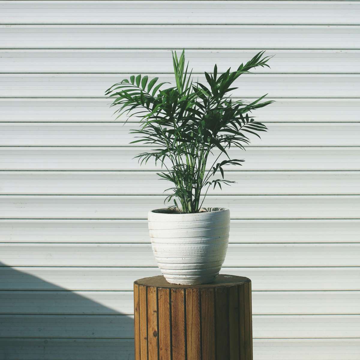 Parlour Palm Chamaedorea Elegans - Height 30-40cm