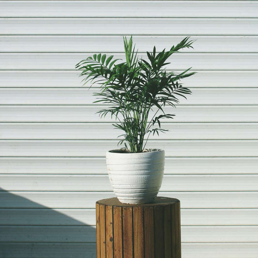Parlour Palm Chamaedorea Elegans - Height 30-40cm