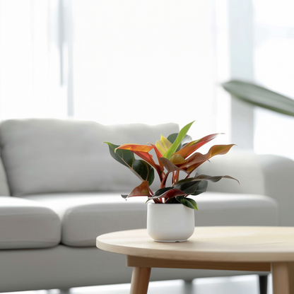 Sweetheart Plant - Philodendron 'Sun Light' - Height 20-30cm