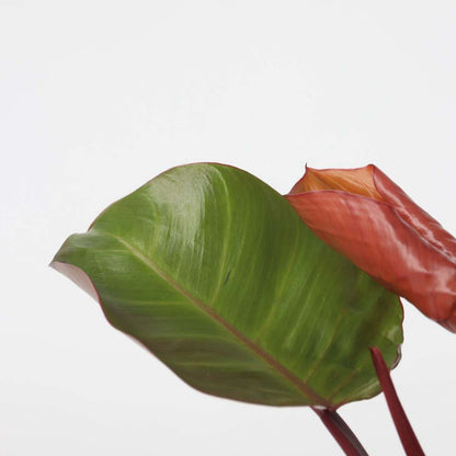 Sweetheart Plant - Philodendron 'Sun Light' - Height 20-30cm