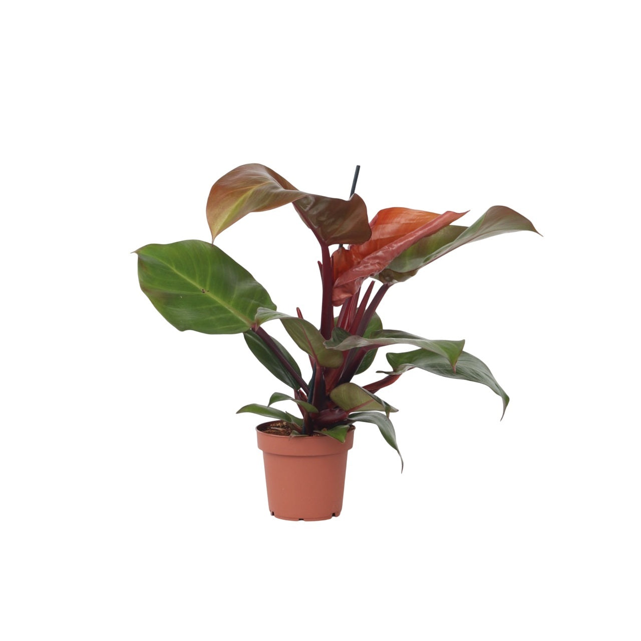 Sweetheart Plant - Philodendron 'Sun Light' - Height 20-30cm