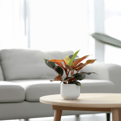 3146122_Atmosphere_01_SQ_3f970df9-8178-430b-ba33-549478faab3e