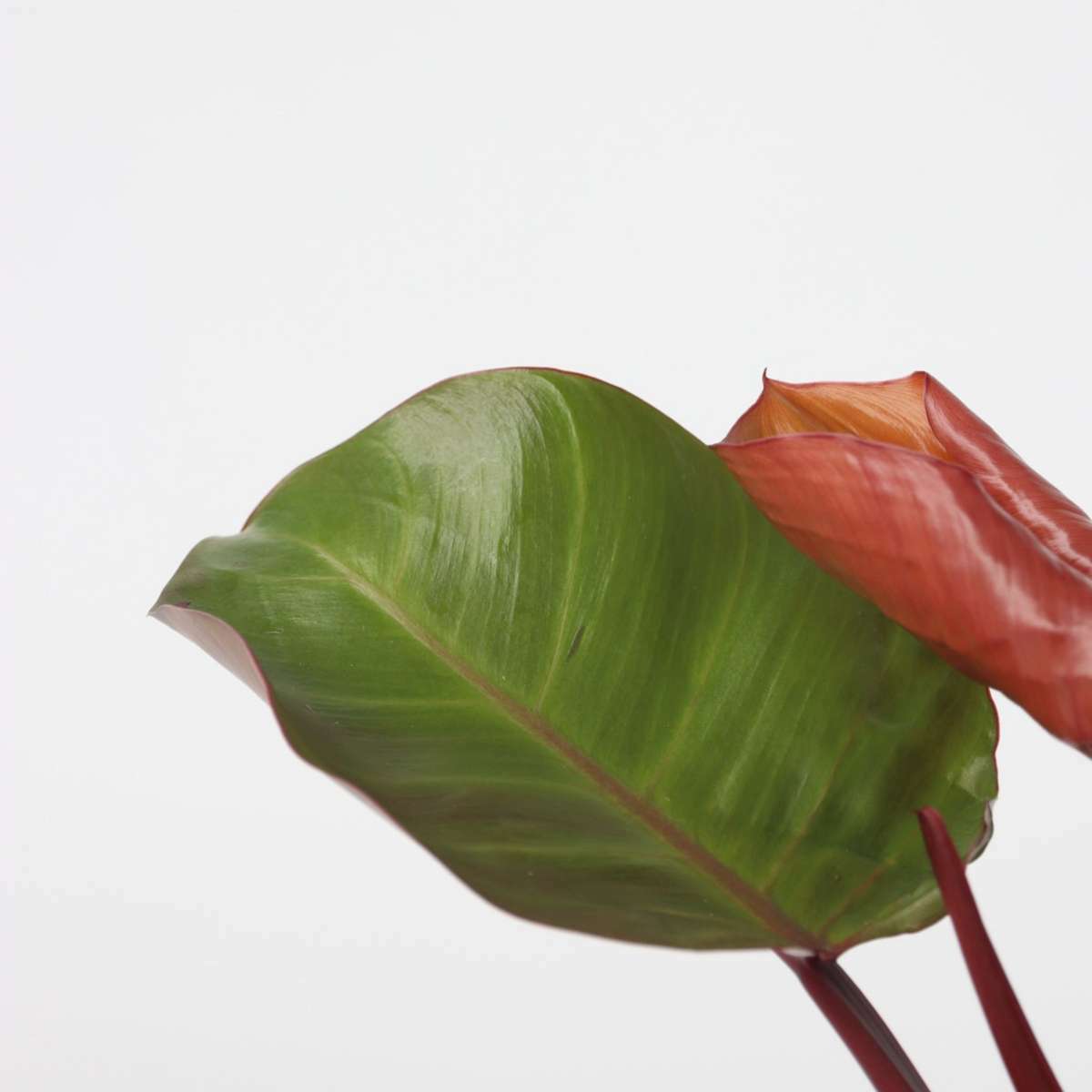 3146122_Closeup_01_SQ_b7c95d3c-bd63-43d8-a4d9-99408fedc112