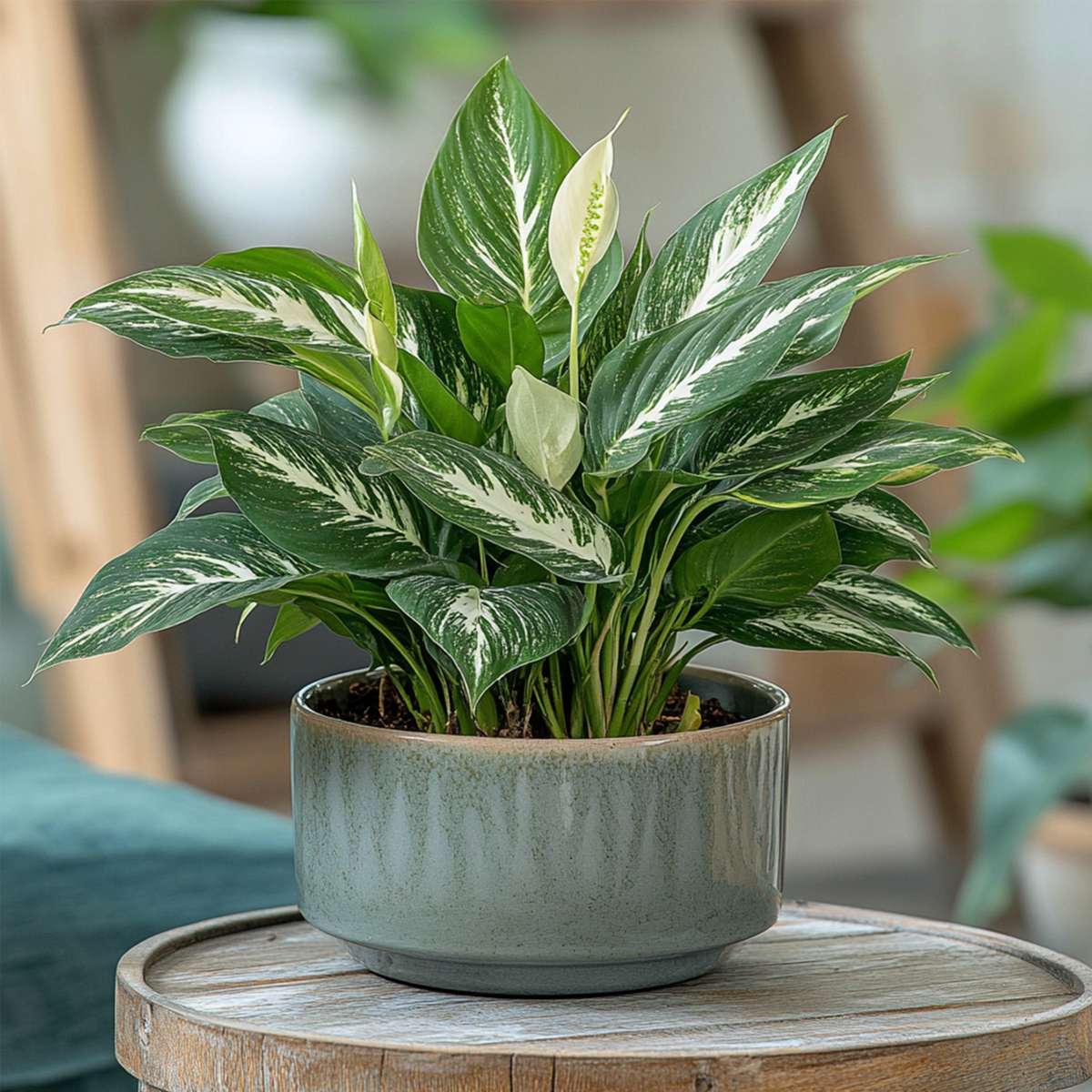 Spathiphyllum Diamond Peace Lilly - Height 40-50cm