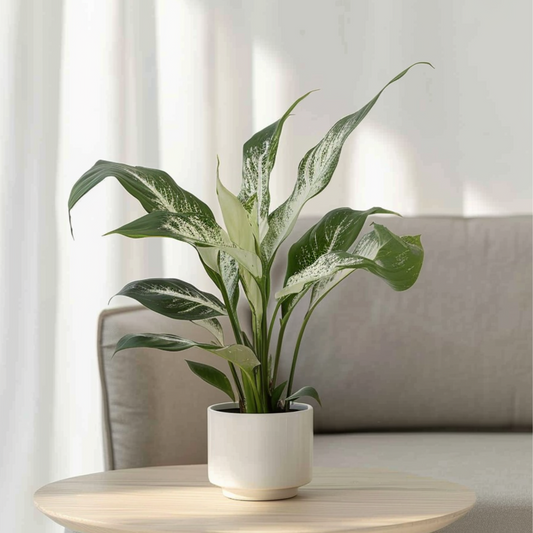 Spathiphyllum Diamond Peace Lilly - Height 40-50cm