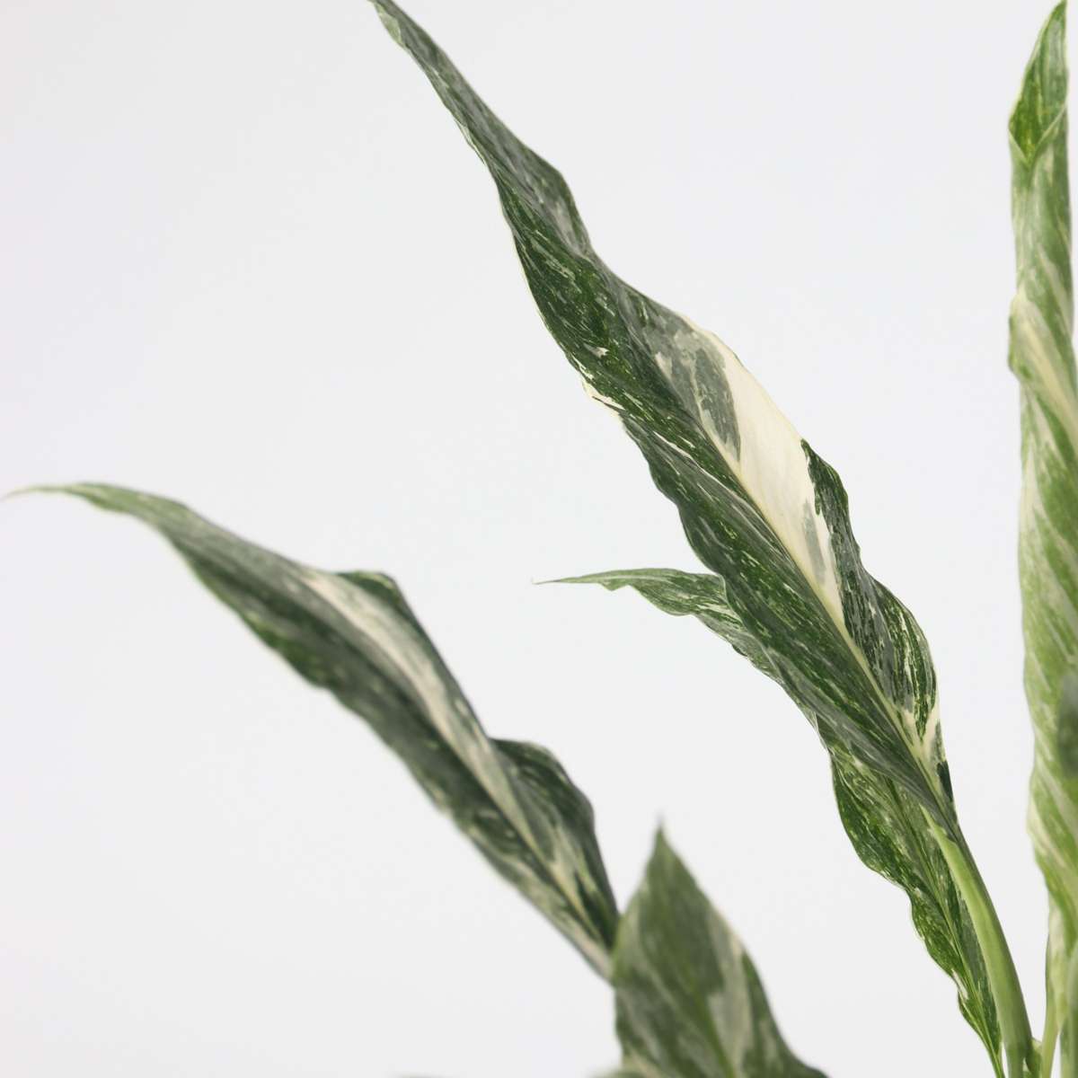 Spathiphyllum Diamond Peace Lilly - Height 40-50cm