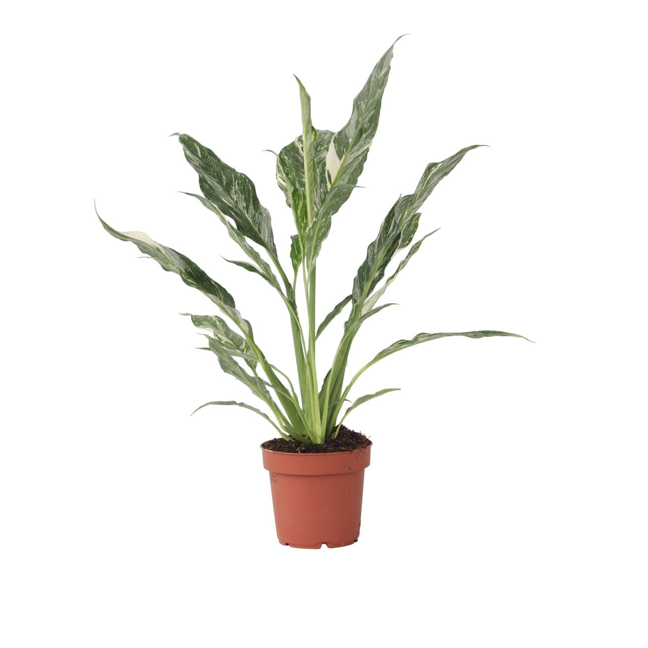 Spathiphyllum Diamond Peace Lilly - Height 40-50cm