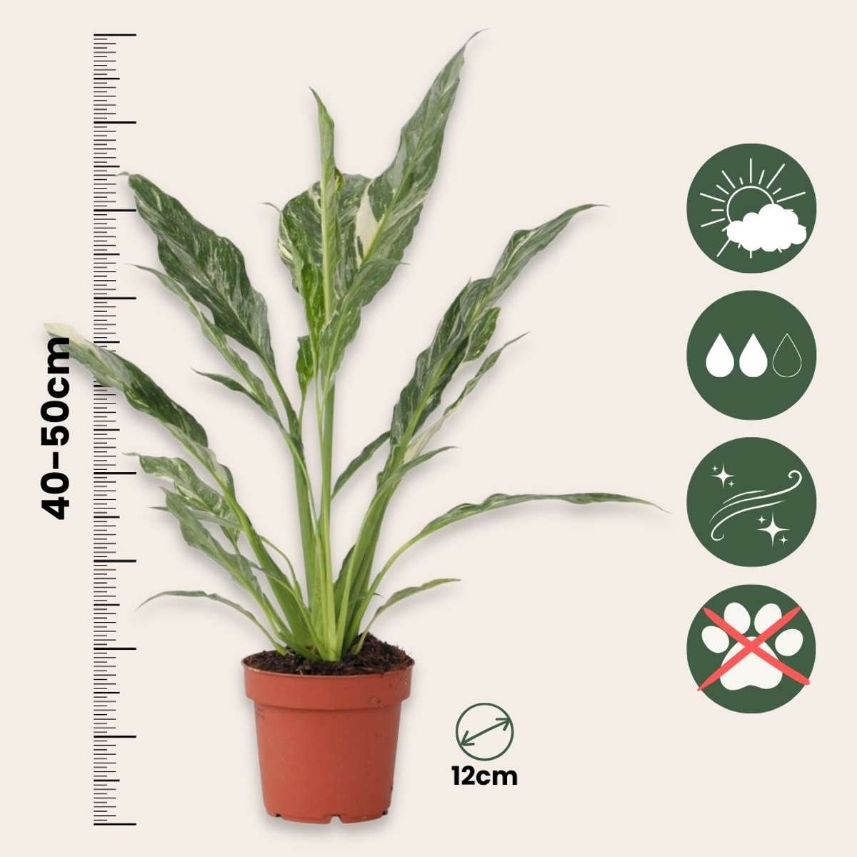 Spathiphyllum Diamond Peace Lilly - Height 40-50cm