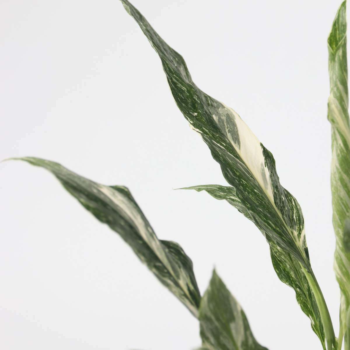 3149122_Closeup_01_SQ_1b4d3ef6-e22c-4767-97ab-1299f671de1e