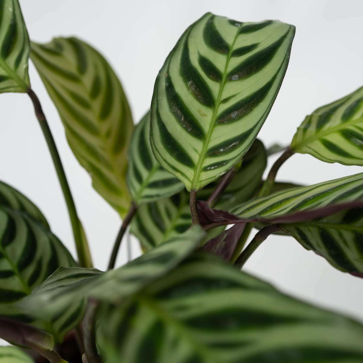 3150122_Closeup_01_SQ_f3288a9b-39a5-4994-a570-8ffc15bf5494