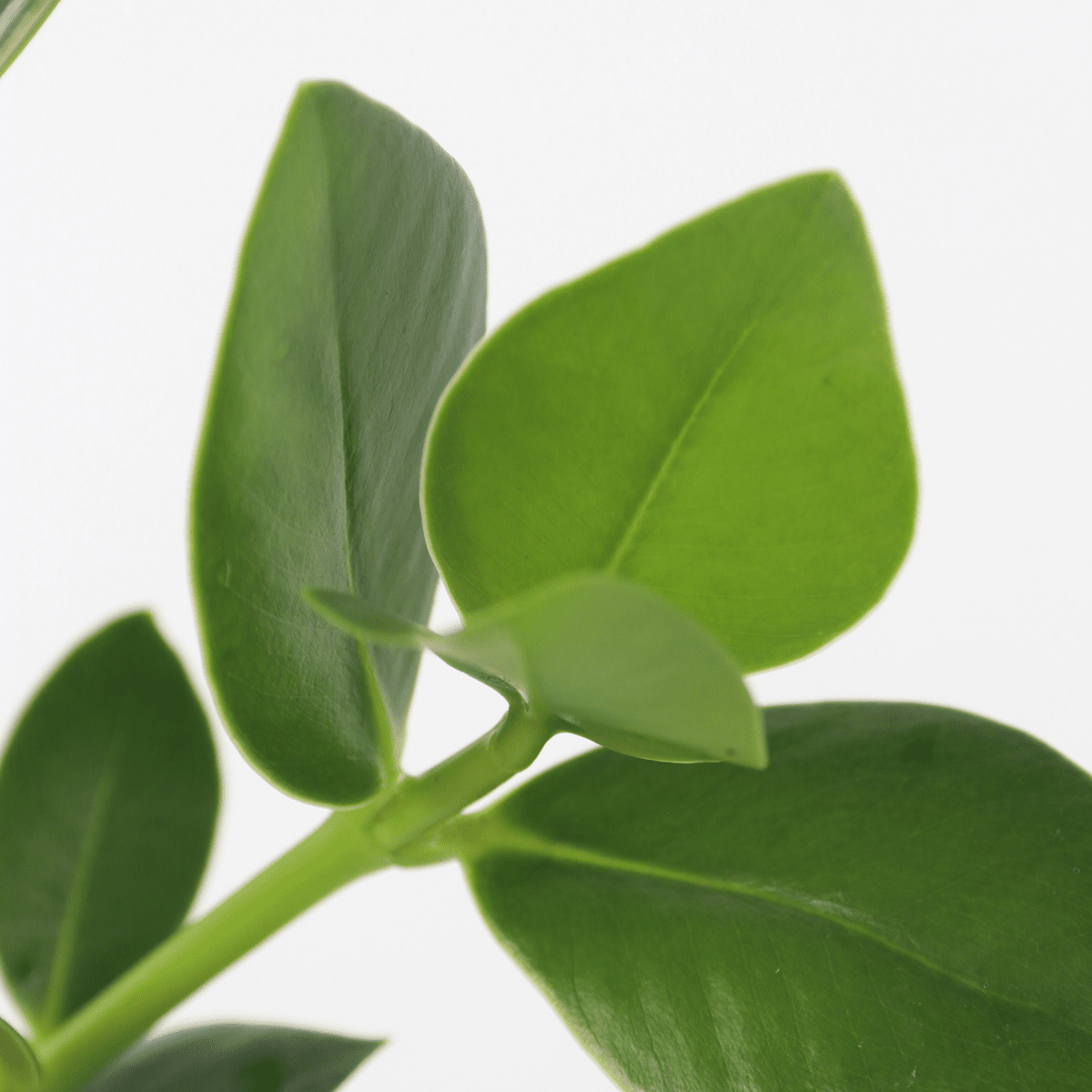 3151101_Closeup_01_SQ_8d0437b5-069f-48ec-aebd-5626944c3603