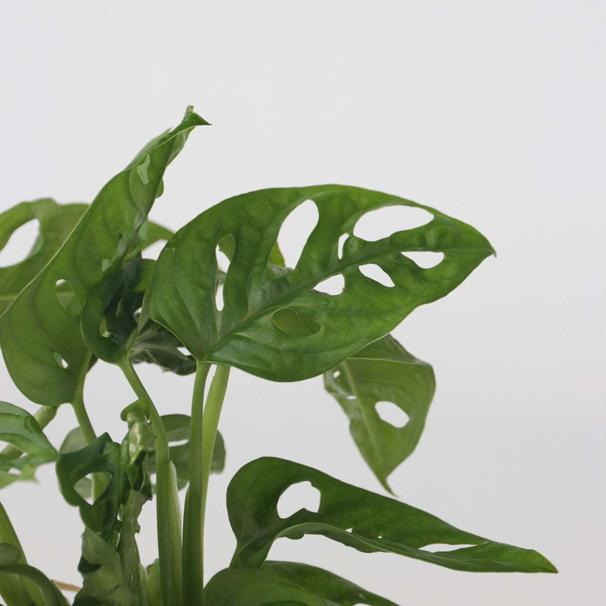 Hydroponic Monstera Monkey Mask Mini Swiss Cheese Plant - Height 25-35cm