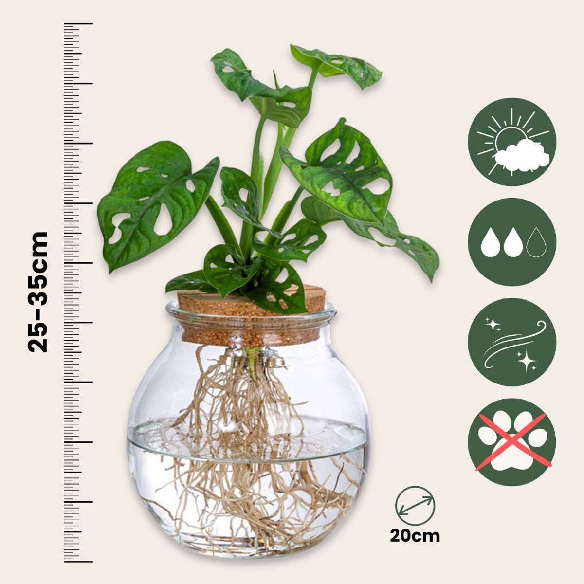 Hydroponic Monstera Monkey Mask Mini Swiss Cheese Plant - Height 25-35cm