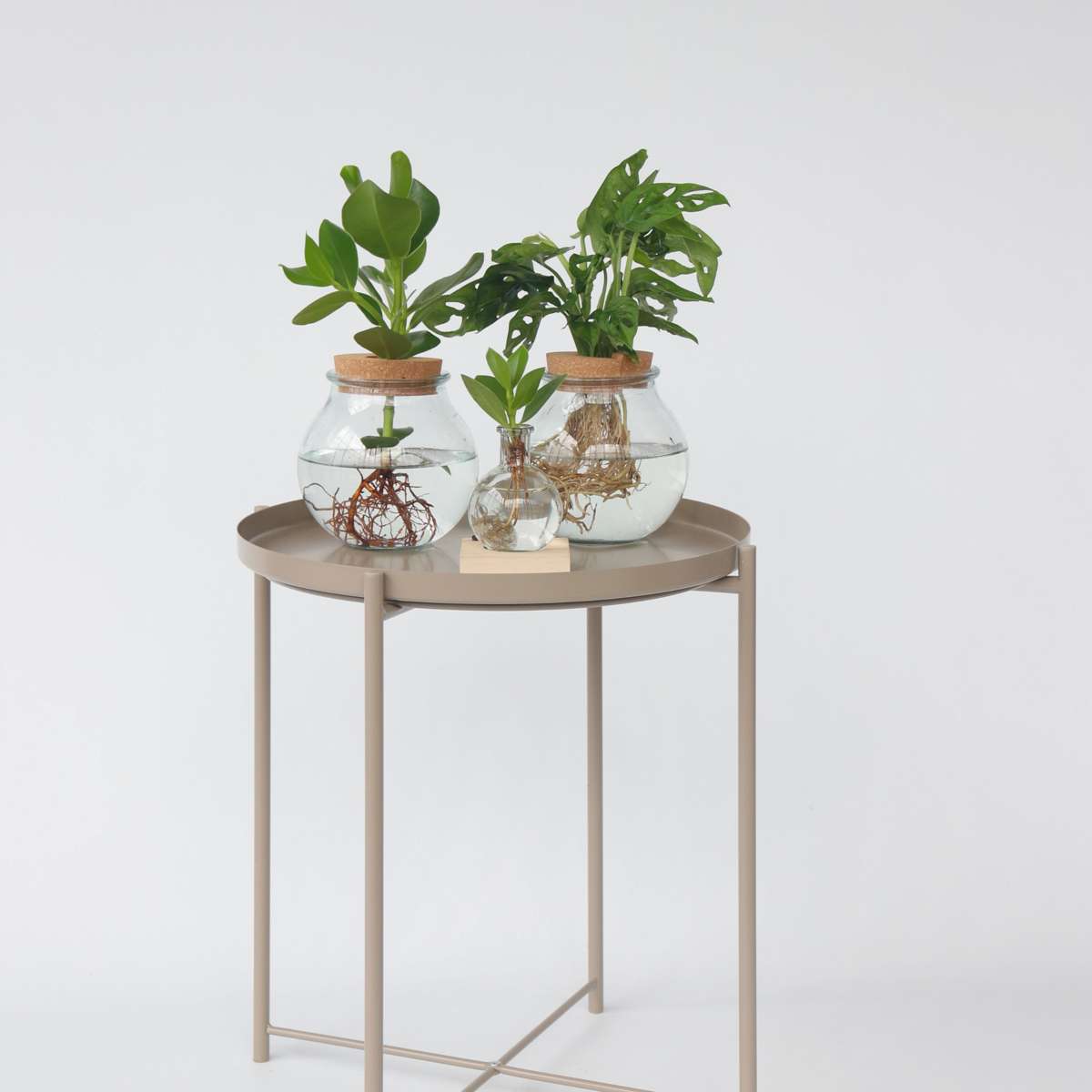 Hydroponic Monstera Monkey Mask Mini Swiss Cheese Plant - Height 25-35cm