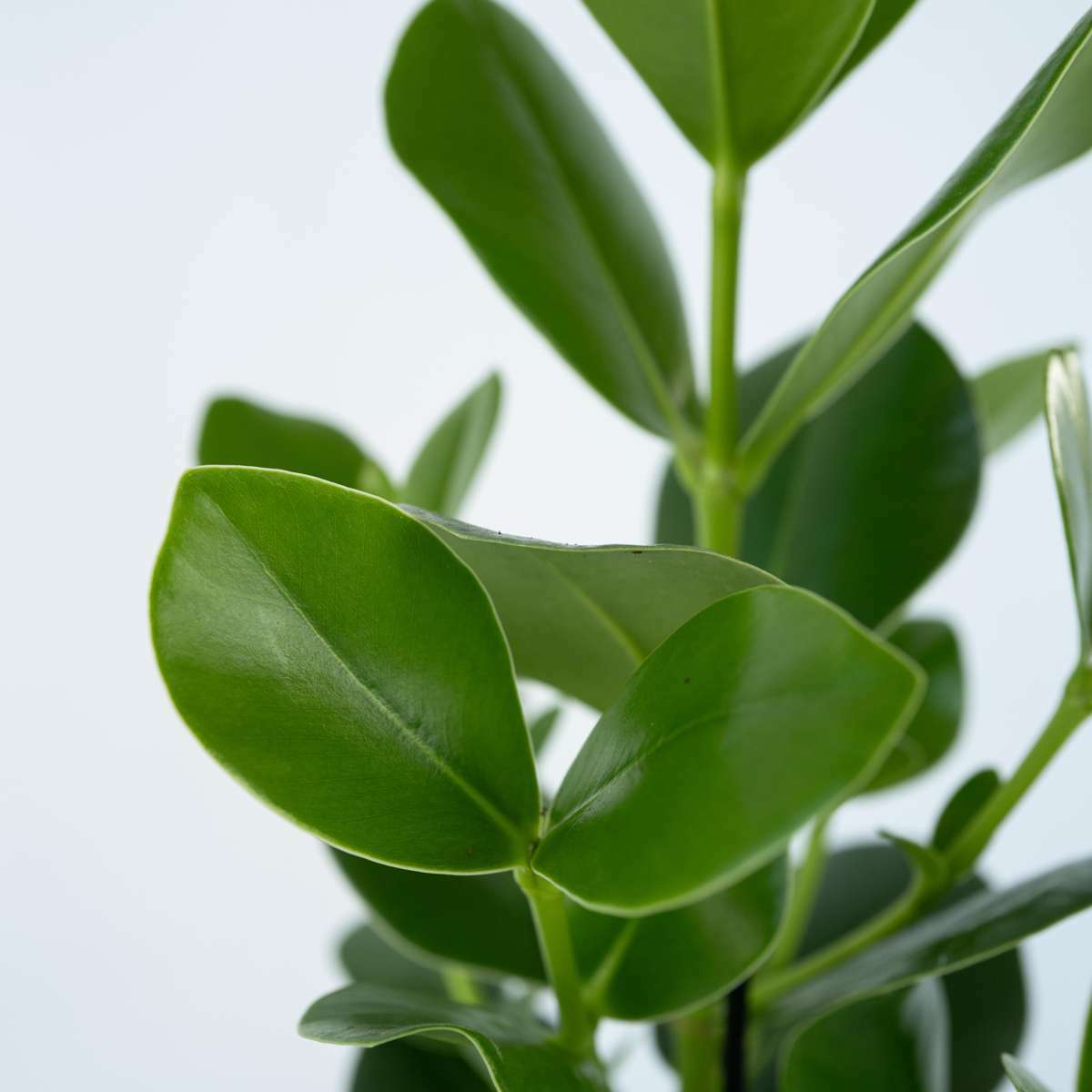 3151702_Closeup_01_SQ