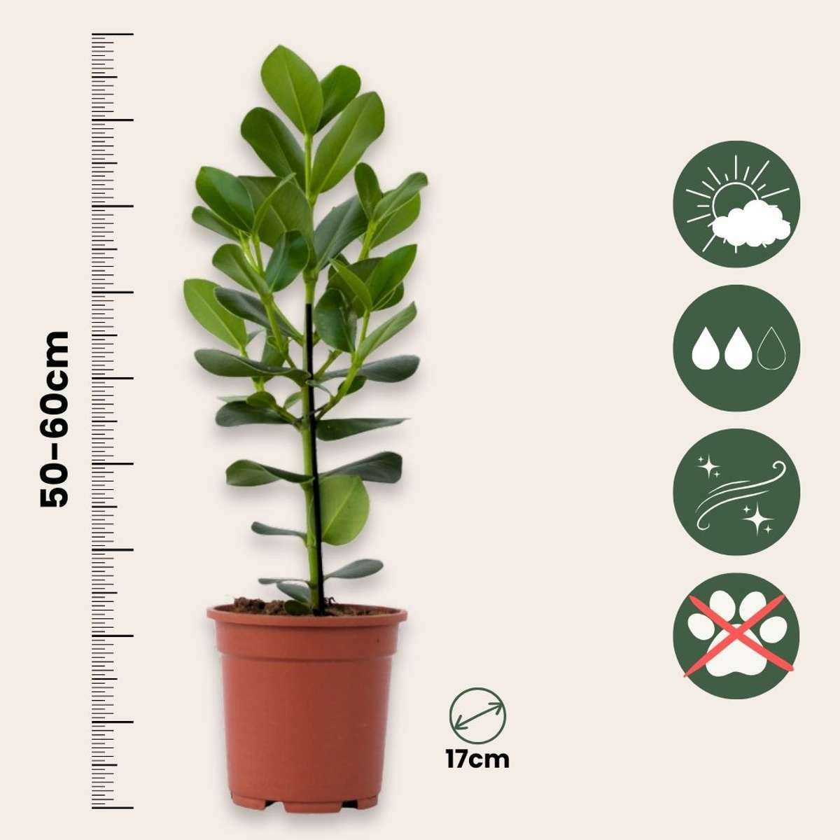 3151702_Sizeindicator_01