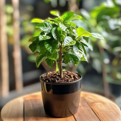 Coffea Arabica Plant - Coffee Plant - Height 25-40cm