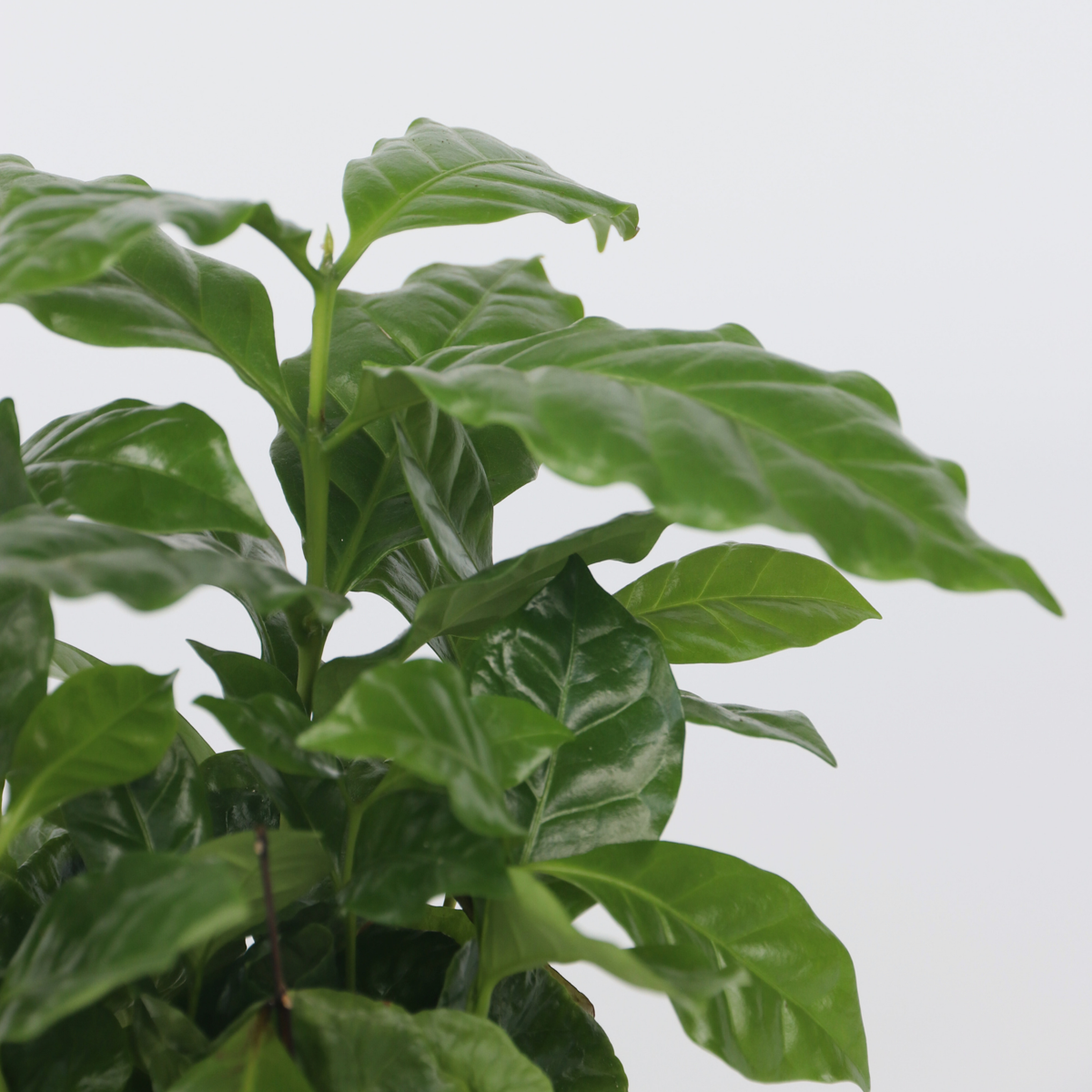 Coffea Arabica Plant - Coffee Plant - Height 25-40cm