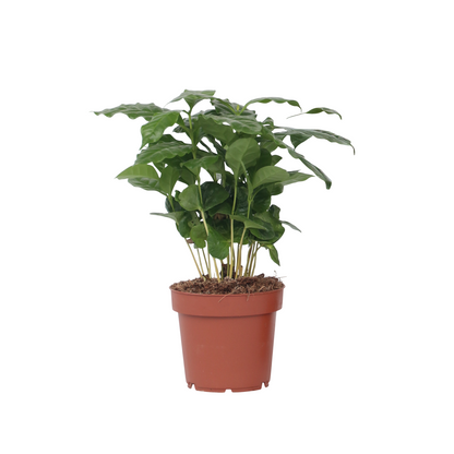 Coffea Arabica Plant - Coffee Plant - Height 25-40cm