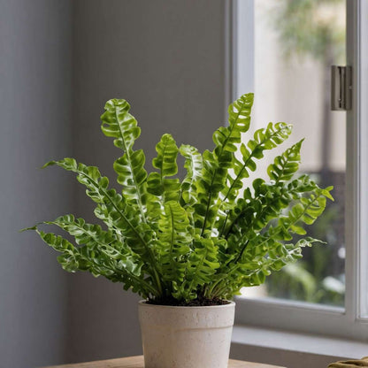 Asplenium Birds Nest Fern Houseplant - Crispy Wave - Height 25-40cm