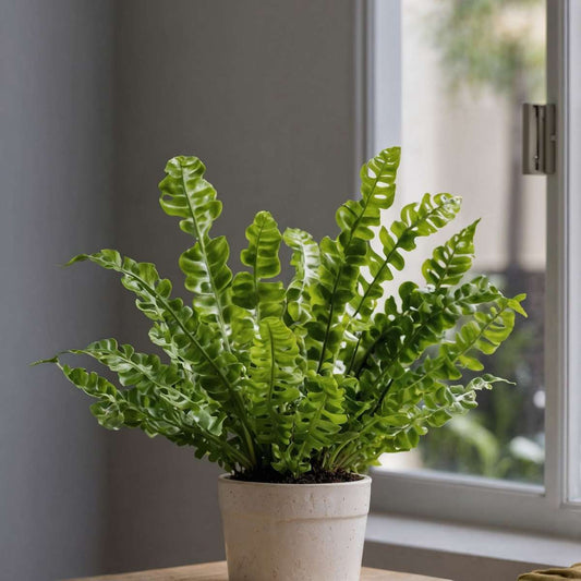 Asplenium Birds Nest Fern Houseplant - Crispy Wave - Height 25-40cm