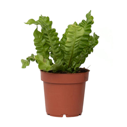 Asplenium Birds Nest Fern Houseplant - Crispy Wave - Height 25-40cm