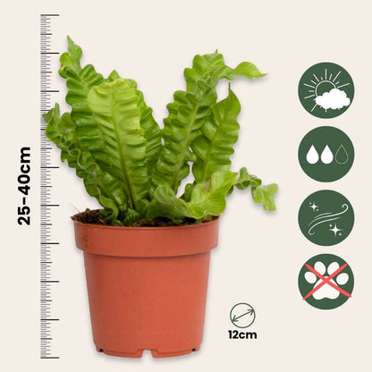Asplenium Birds Nest Fern Houseplant - Crispy Wave - Height 25-40cm