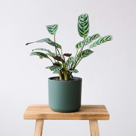 Never Never Plant Ctenanthe Burle-Marxii - Height 25-40cm