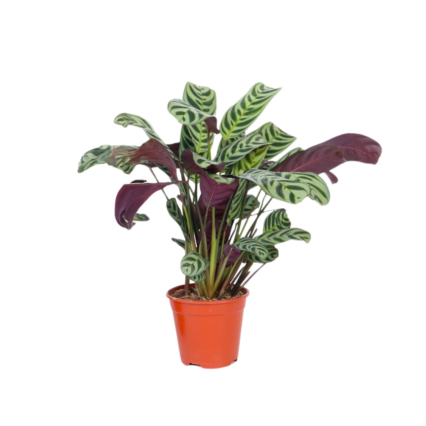 Never Never Plant Ctenanthe Burle-Marxii - Height 25-40cm