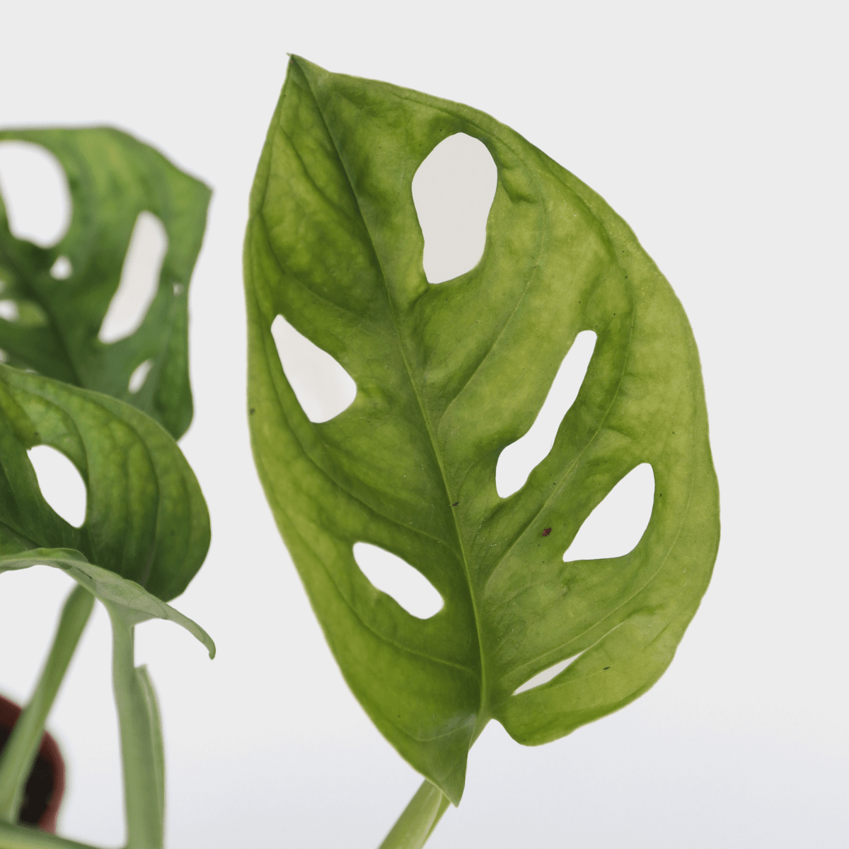 3190002_Closeup_01_SQ_c61d2f6f-40cc-421f-9380-8088035cf850