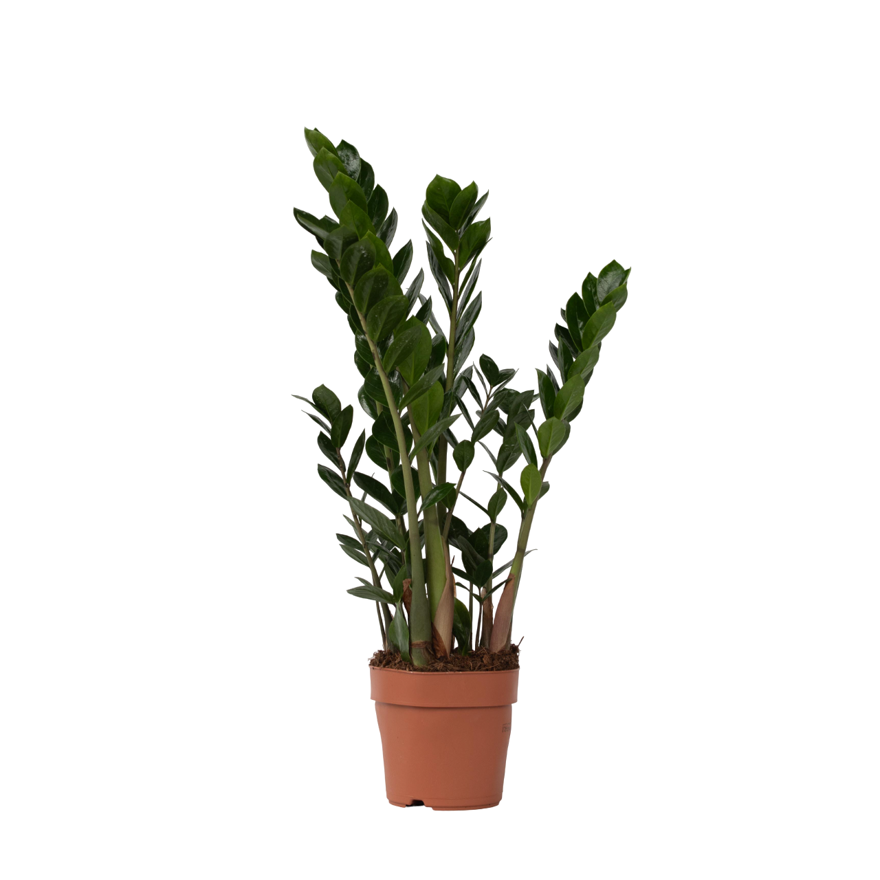 Zamioculcas Zamiifolia ZZ Plant - Zanzibar Gem - Height 55-65cm