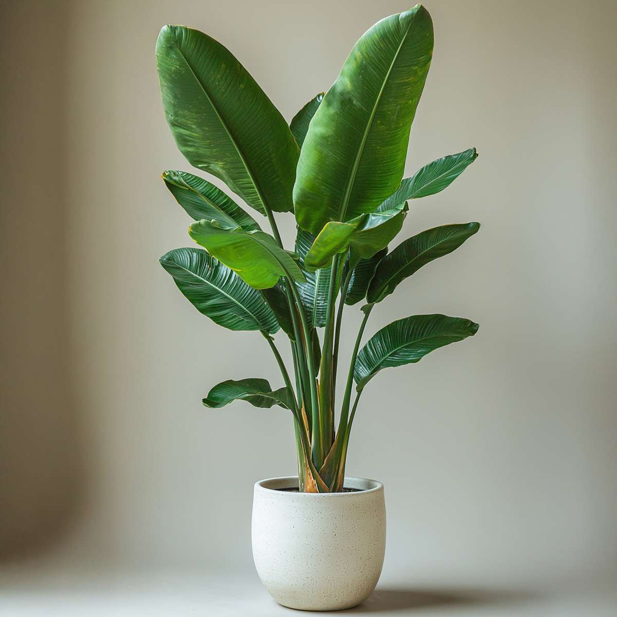 Strelitzia Nicolai Giant Bird of Paradise Plant - Height 55-70cm