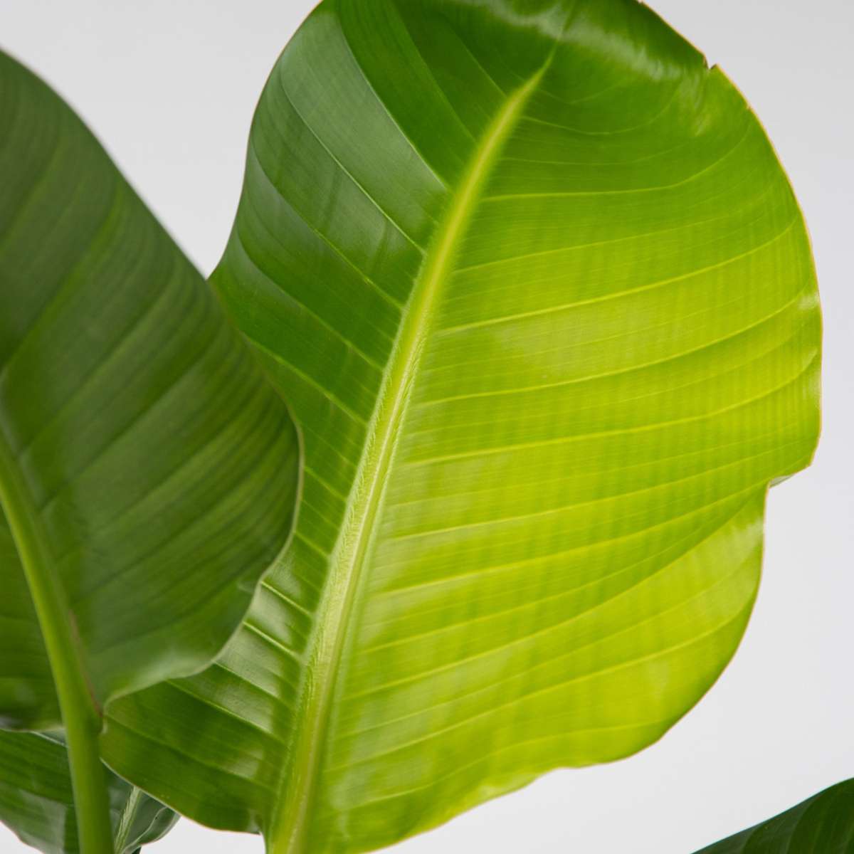 Strelitzia Nicolai Giant Bird of Paradise Plant - Height 55-70cm