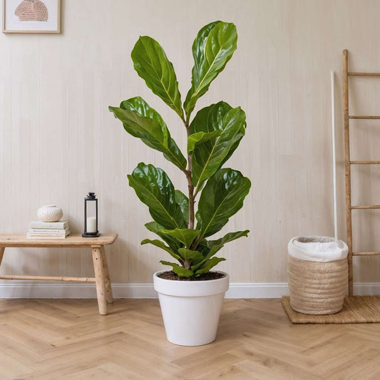 Fiddle Leaf Fig Ficus Lyrata Plant - Height 70-90cm